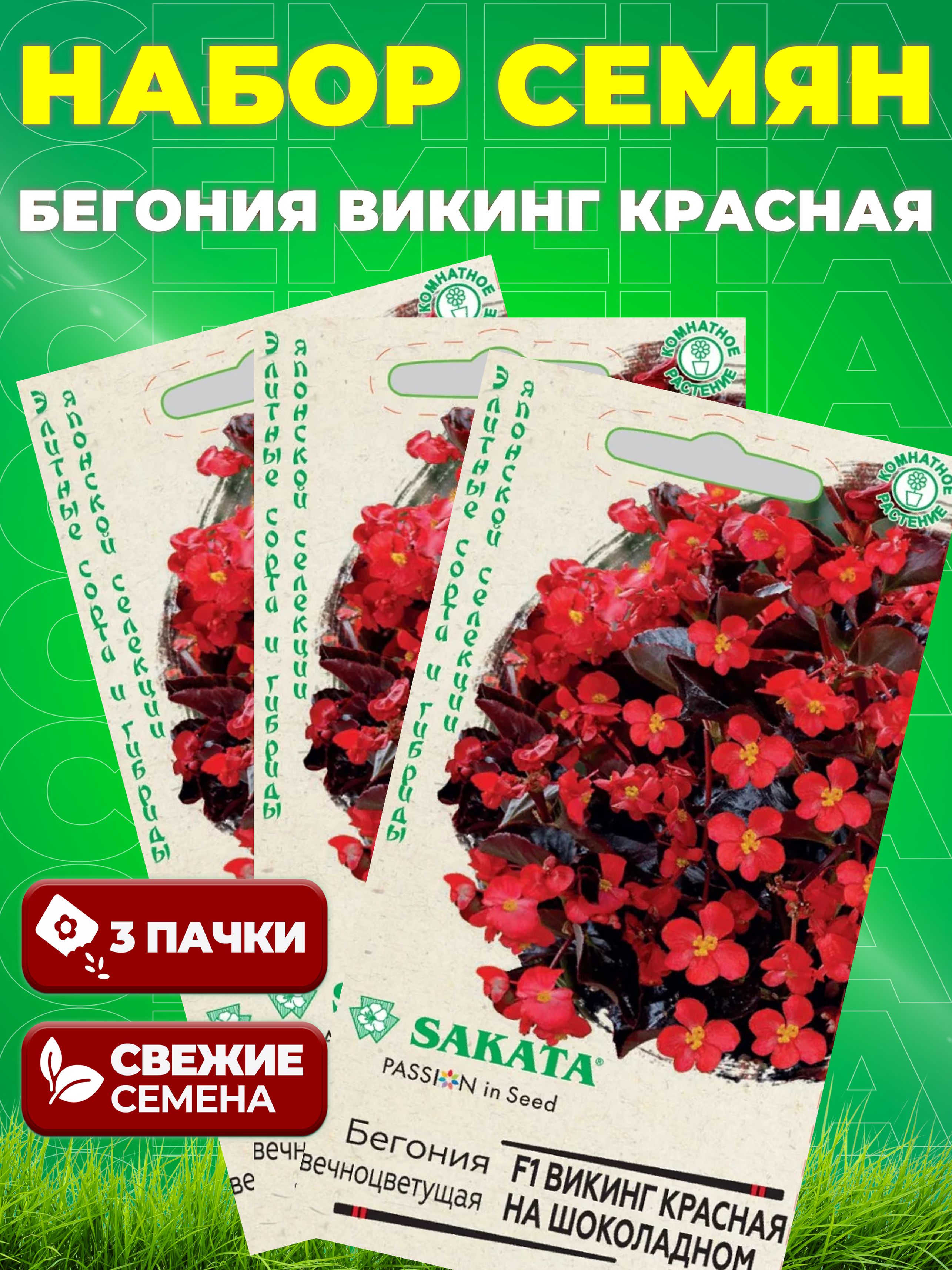 Бегония Викинг розовая на шоколадном F1