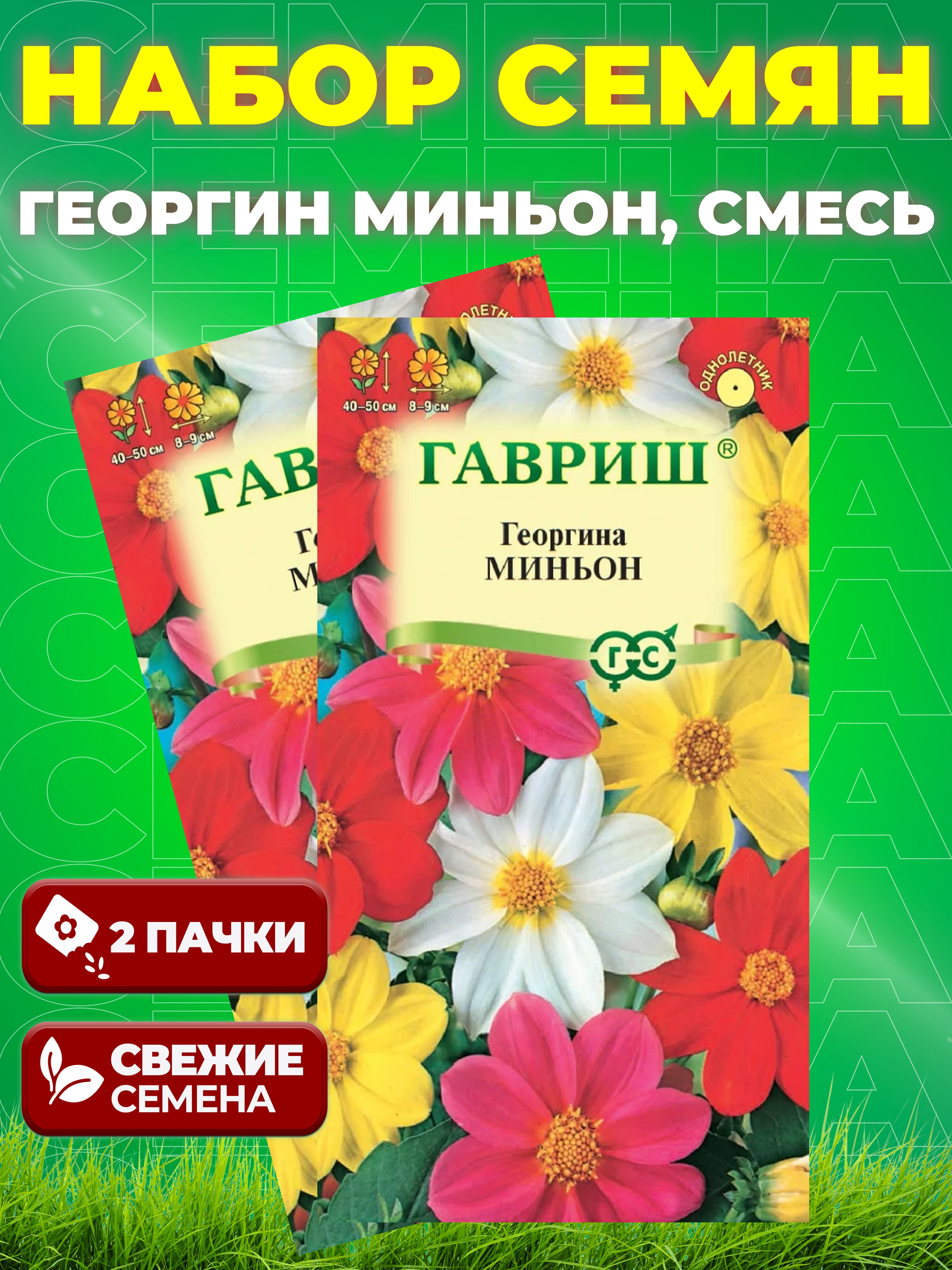Георгина Миньон, смесь