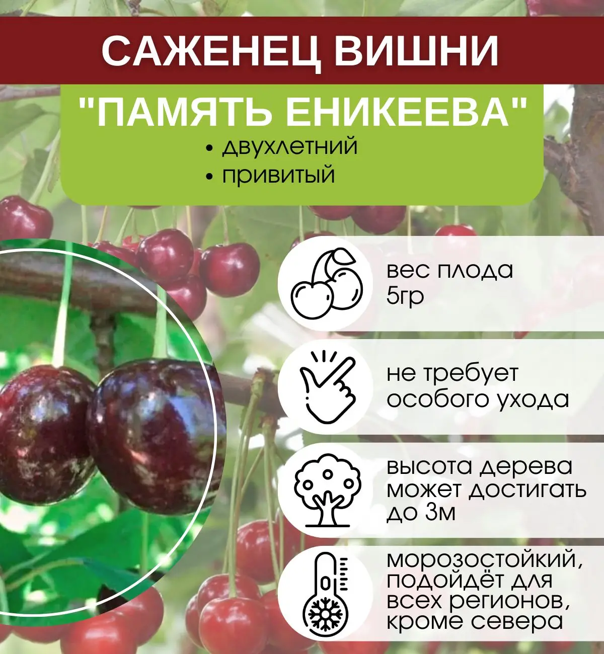 Вишня Памяти Еникеева