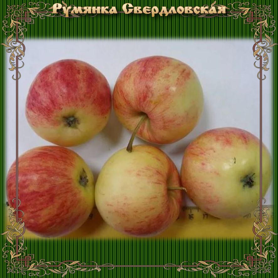 Плодовые саженцы
