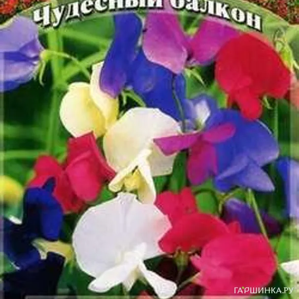 Душистый горошек Баттерфляй