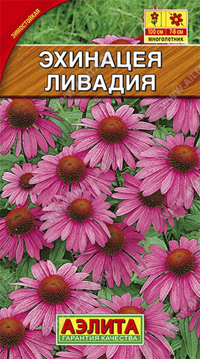 Эхинацея пурпурная Ливадия